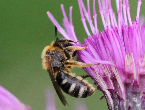 Lasioglossum laevigatum